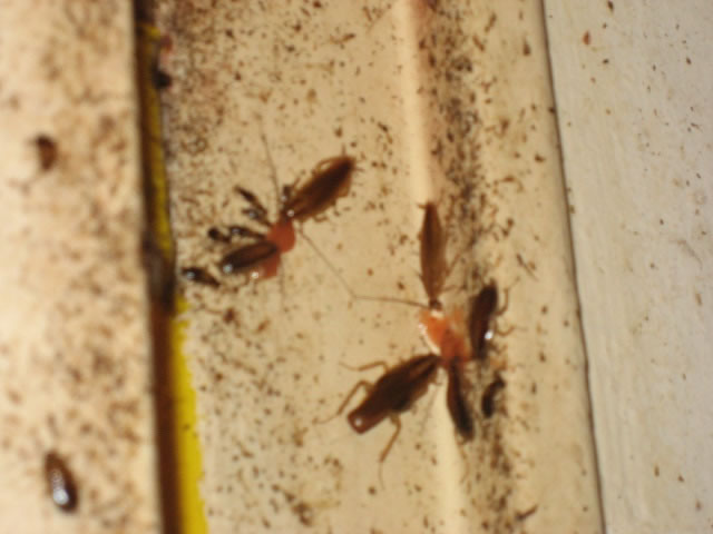 Higuiene y sanitización (II) control de plagas de cucarachas.